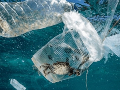 海洋塑膠污染，會對人體產(chǎn)生哪些危害？
